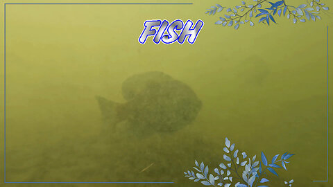 I think these Fish were spawning