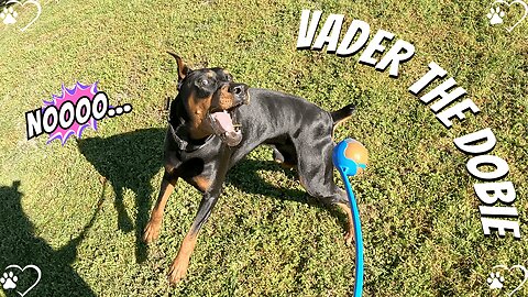 Doberman Ball Bonanza: Vader’s Victory Stomp Show and Tennis Ball Warning 🐶🎾