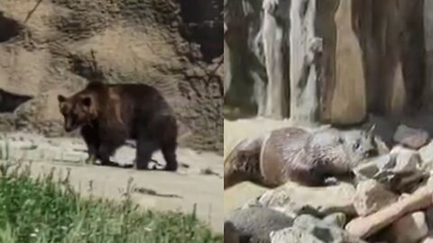 Top 10 animals-superstars of the Internet — watch and subscribe!