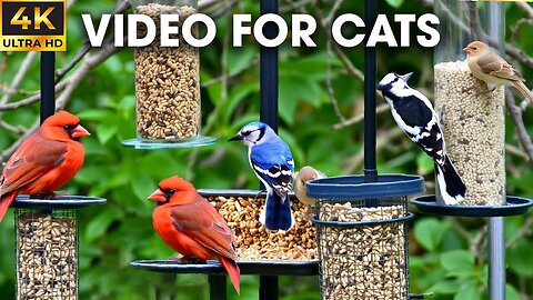 Birds And Squirrels Playing In Nature A Captivating Video For Your Cat - Video For Cats To Watch