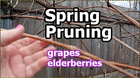 Spring Gardening Now Pruning Grapevines, Elderberries & Growing Garlic in Southern Ontario | Zone 6b