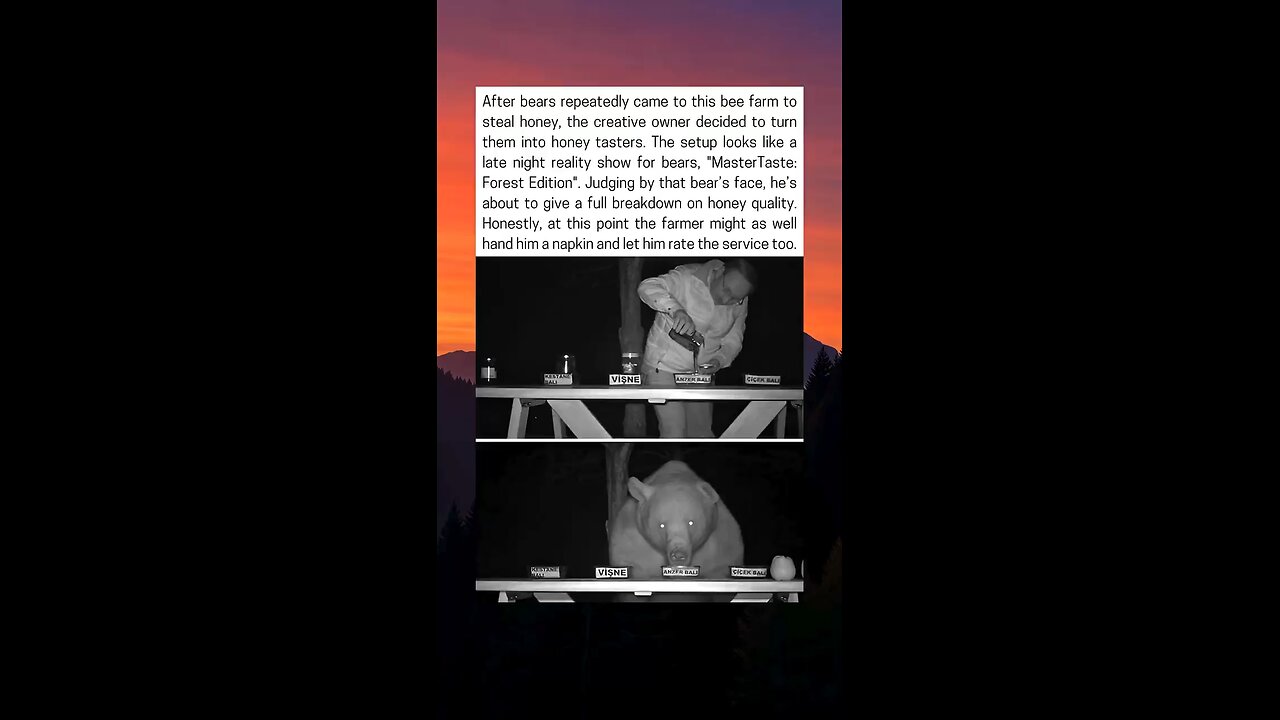 Bee Farmer Turns Bears Into Honey Testers