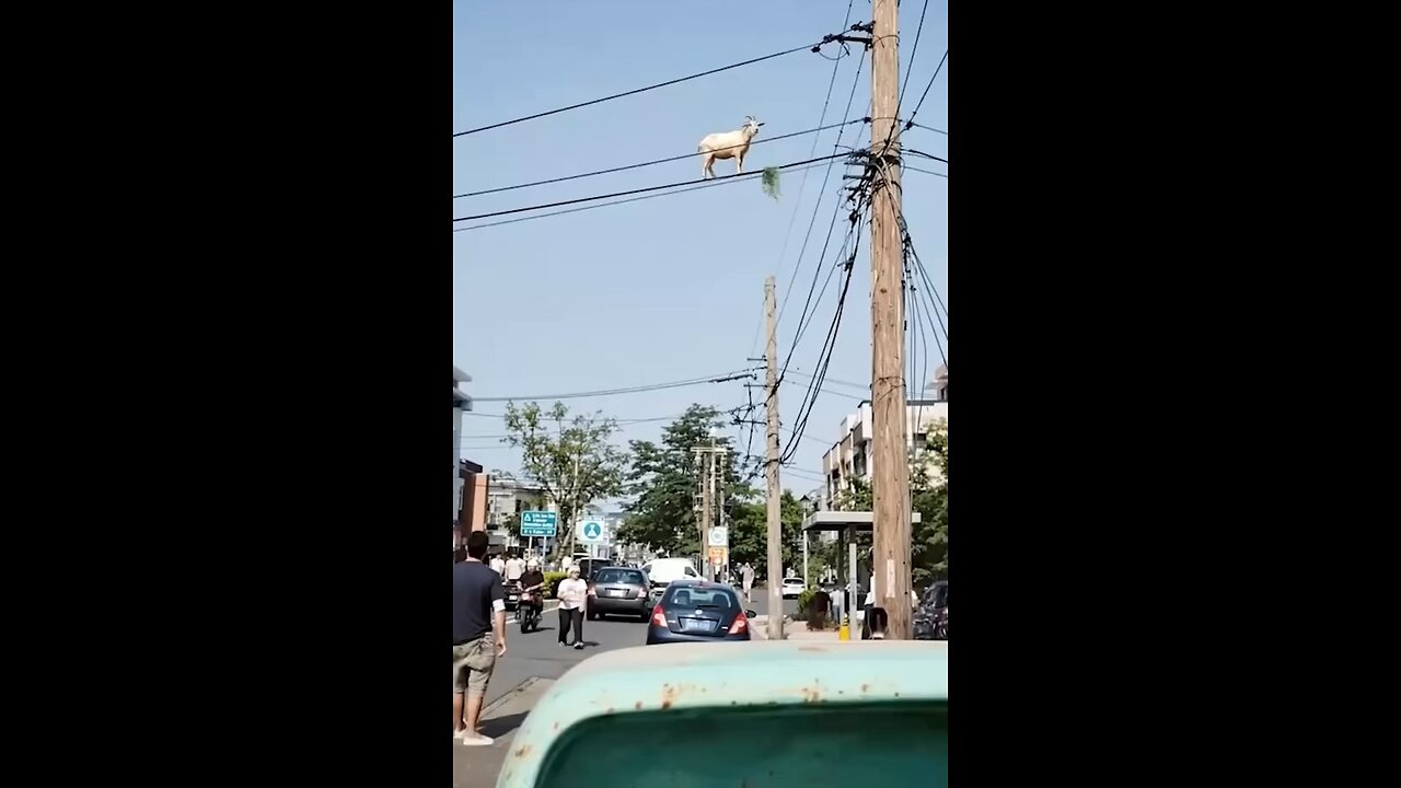 AI Brave Goat Eating Grass on the Edge 🐐⛰️ | Crazy Heights