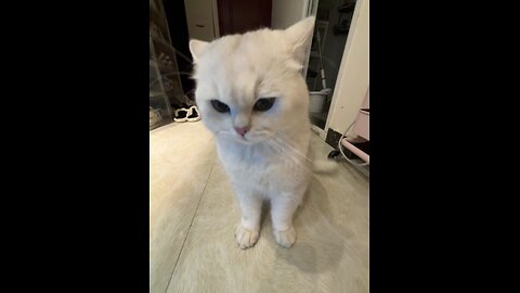 Cat angry cat fighting
