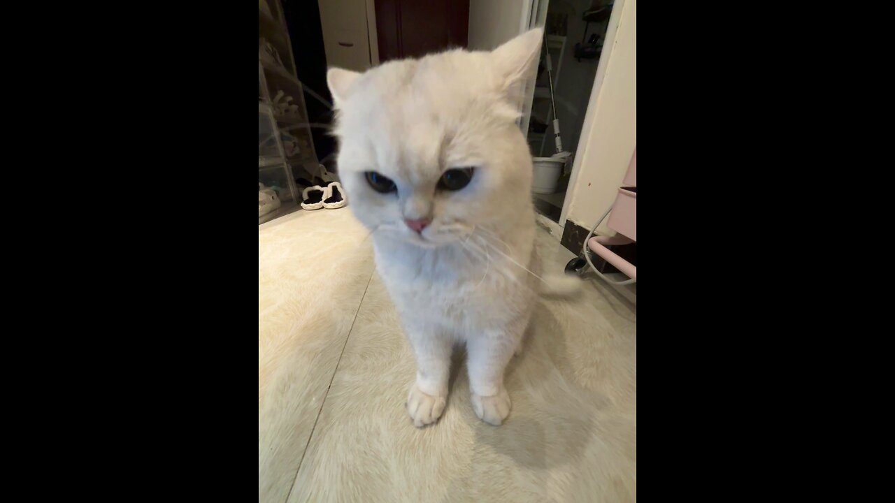 Cat angry cat fighting