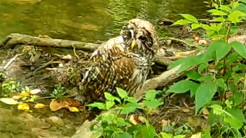 Owl Drying Off After Bathing