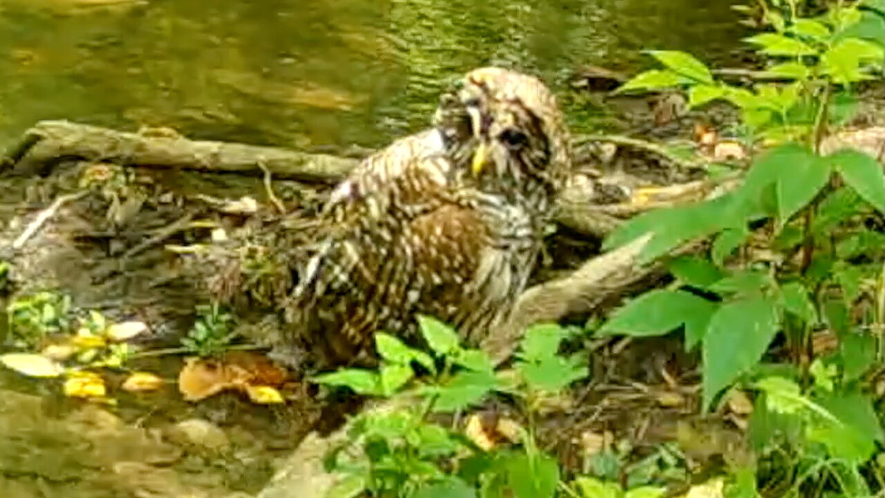 Owl Drying Off After Bathing