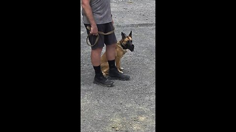First day of muzzle work