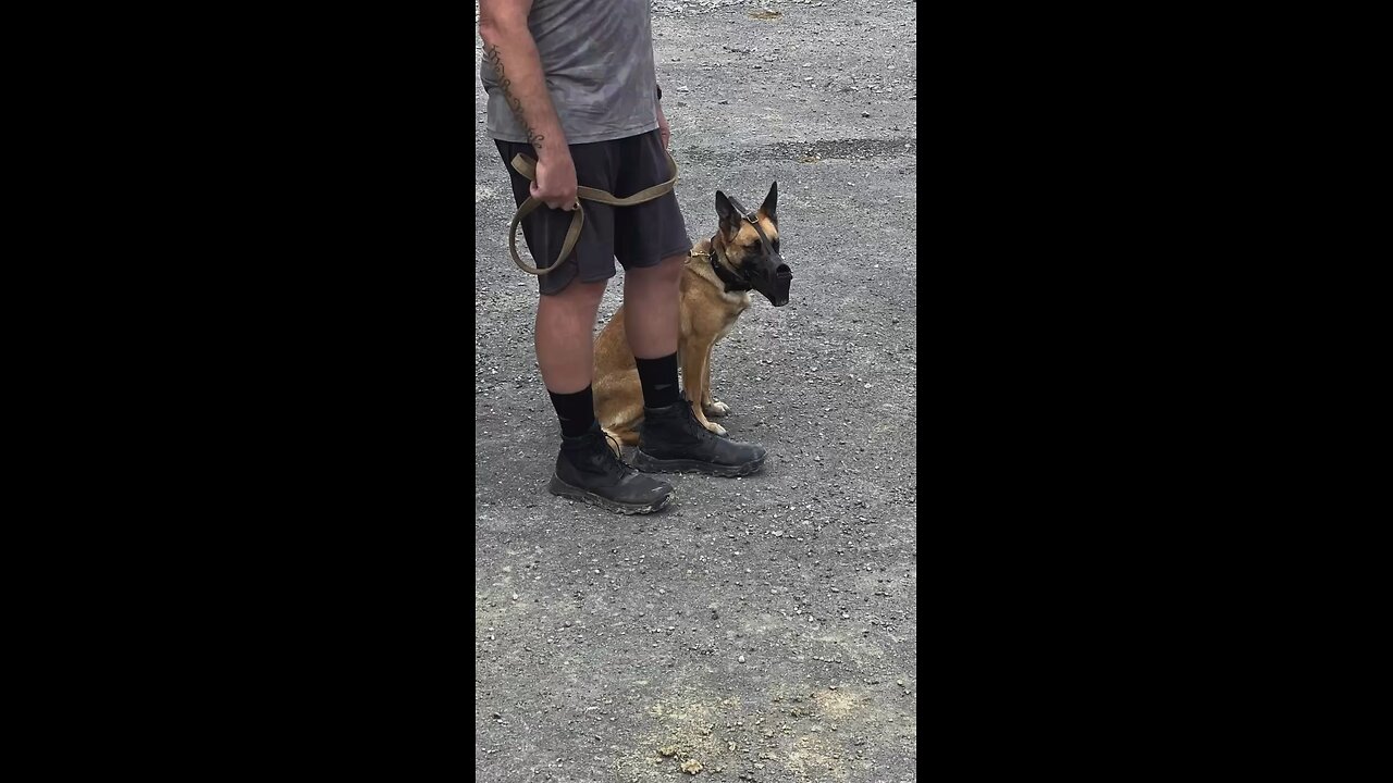 First day of muzzle work