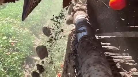Electronic sensor sorting tomatoes and leaving the debris.