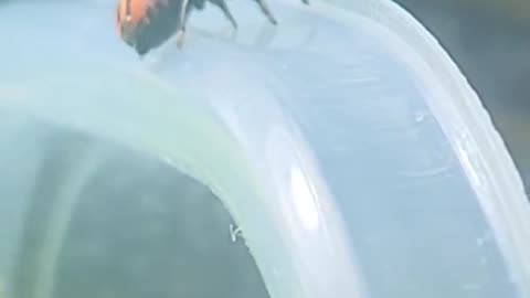 Letting Bing Bong the baby jumping spider loose into her terrarium 10-05-2024