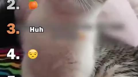 Cats Being Cats: The Ultimate Compilation Part 4