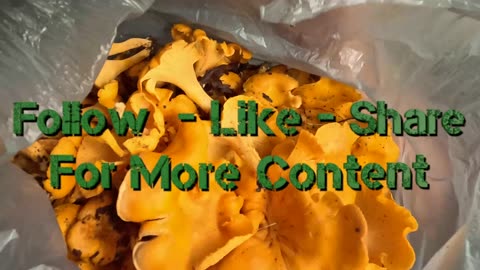 Chanterelle Mushroom Hunt