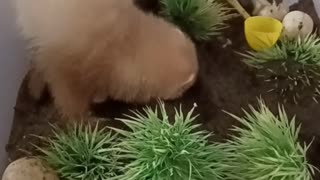 Flashback to baby Romeo!!