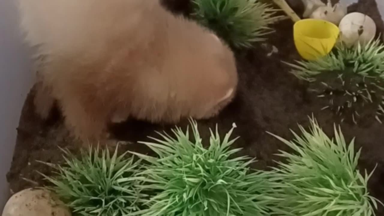 Flashback to baby Romeo!!