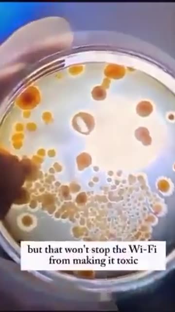 Wi-Fi May Be Supercharging Toxic Mold In Your Home.