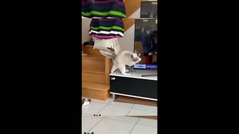 funny animals
