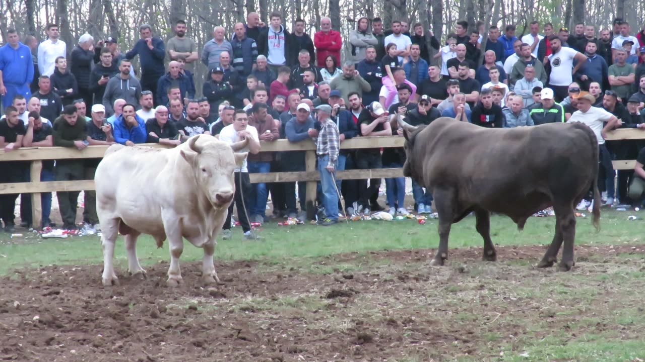 Jablan od Šide vs Lugo og Verdića Posušje 2025