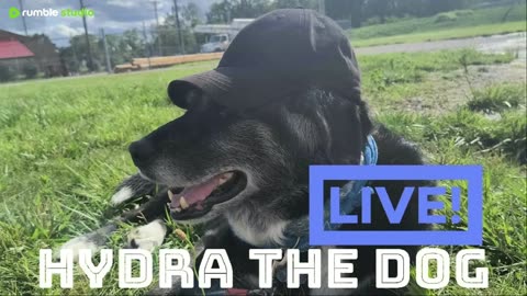 Live! Hydra the Dog 6.24.2025 pt2