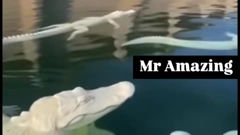 These aren’t alligators, these are final bosses