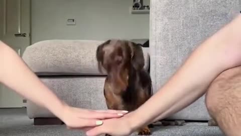 🐶😂 Dogs are Funny and Amazing - Watch These Hilarious Moments! | FunFM