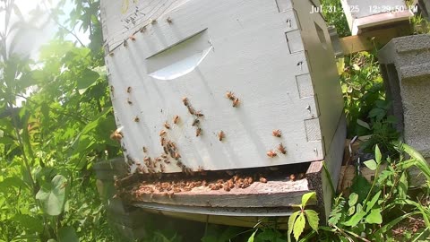 Bees on a Thursday at Noon