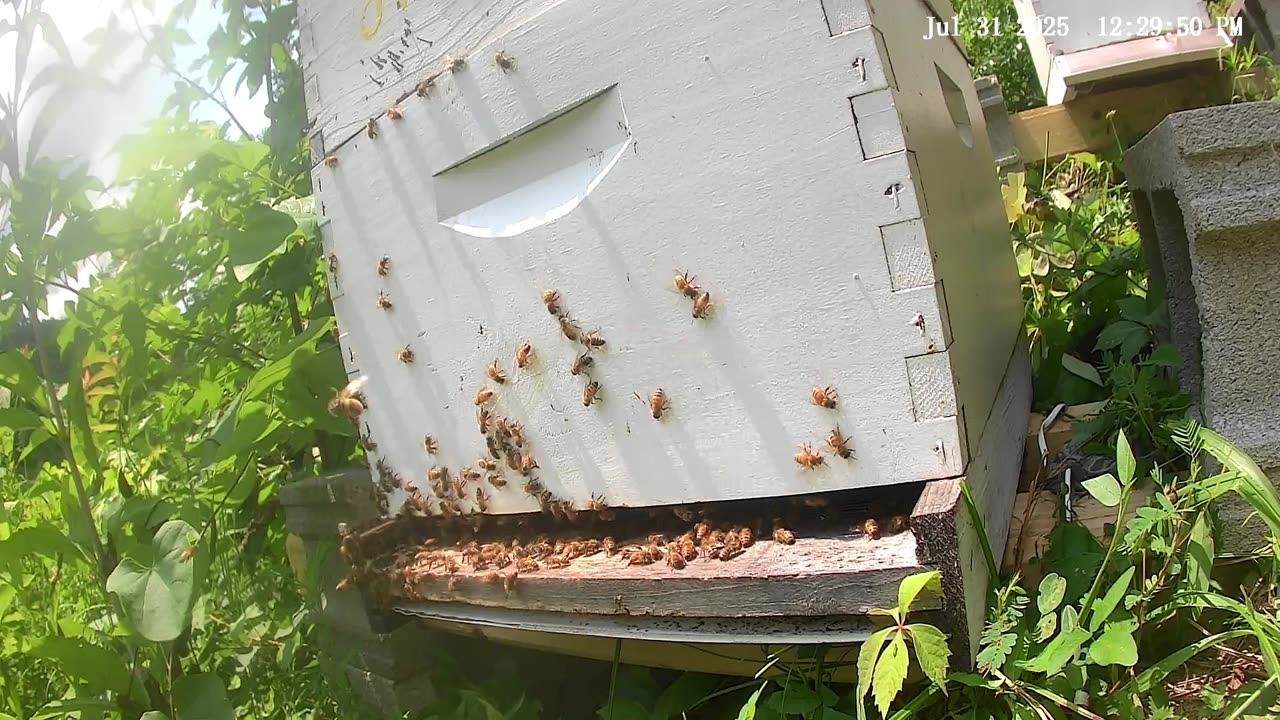 Bees on a Thursday at Noon