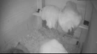 Chicken Live Stream
