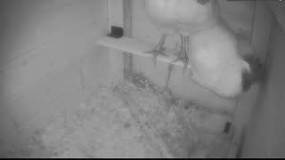 Chicken Live Stream