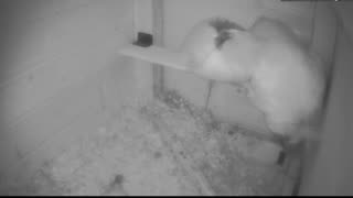 Chicken Live Stream