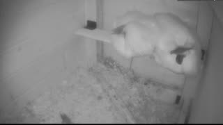 Chicken Live Stream