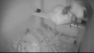 Chicken Live Stream