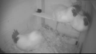 Chicken Live Stream