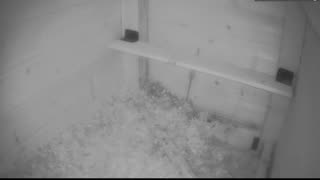 Chicken Live Stream