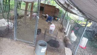 Chicken Live Stream
