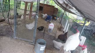 Chicken Live Stream
