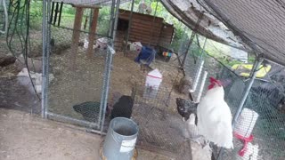 Chicken Live Stream