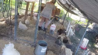 Chicken Live Stream