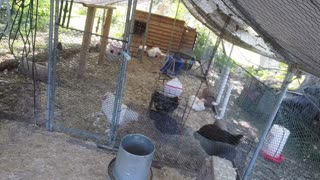 Chicken Live Stream