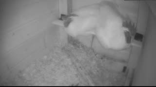 Chicken Live Stream