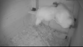 Chicken Live Stream