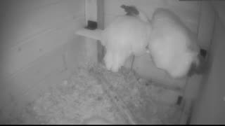Chicken Live Stream