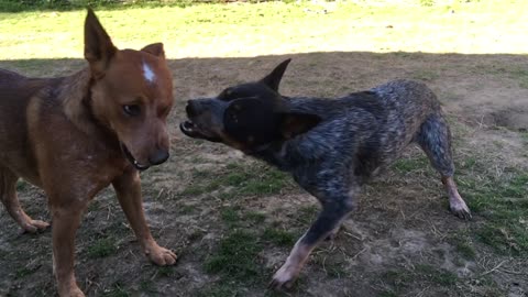backyard matrix duel 12908423098