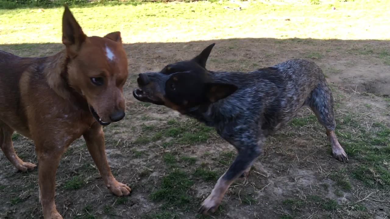 backyard matrix duel 12908423098