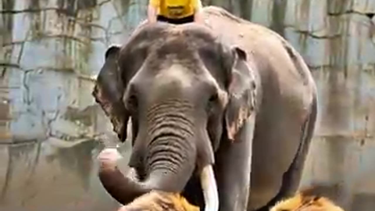 HEROIC ELEPHANT SAVES CHILD FROM LION ATTACK IN ZOO! #elephant #lion #wildlife #animal 🐘🦁