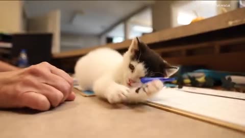 June is Adopt a Cat Month: How to help?