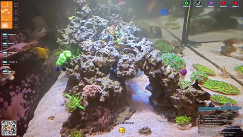 24/7 Real Live Reef Stream