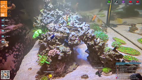 24/7 Real Live Reef Stream