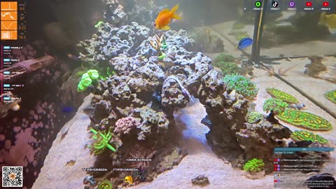 24/7 Real Live Reef Stream