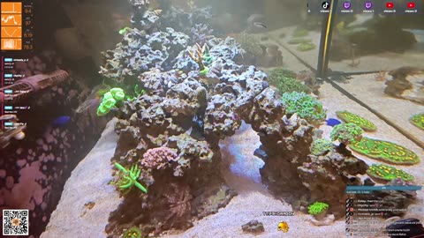 24/7 Real Live Reef Stream